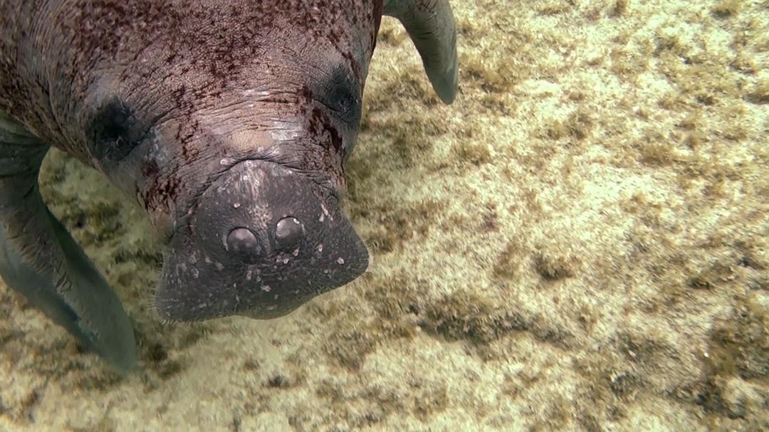 神奇的海洋 Amazing Ocean 3D