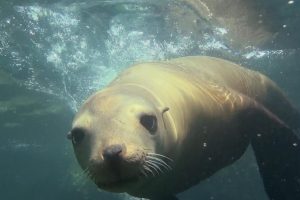 神奇的海洋 Amazing Ocean 3D