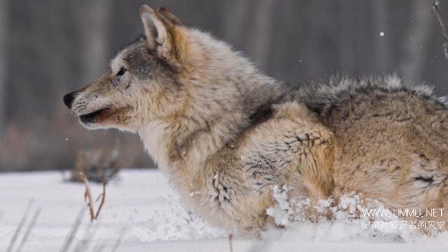 荒野远征：狼群探索/走进狼群 Inside The Wolf Pack