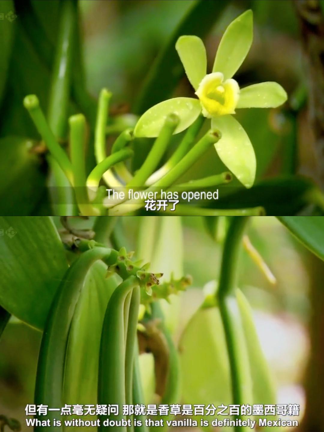 香料之路 The Spice Trail