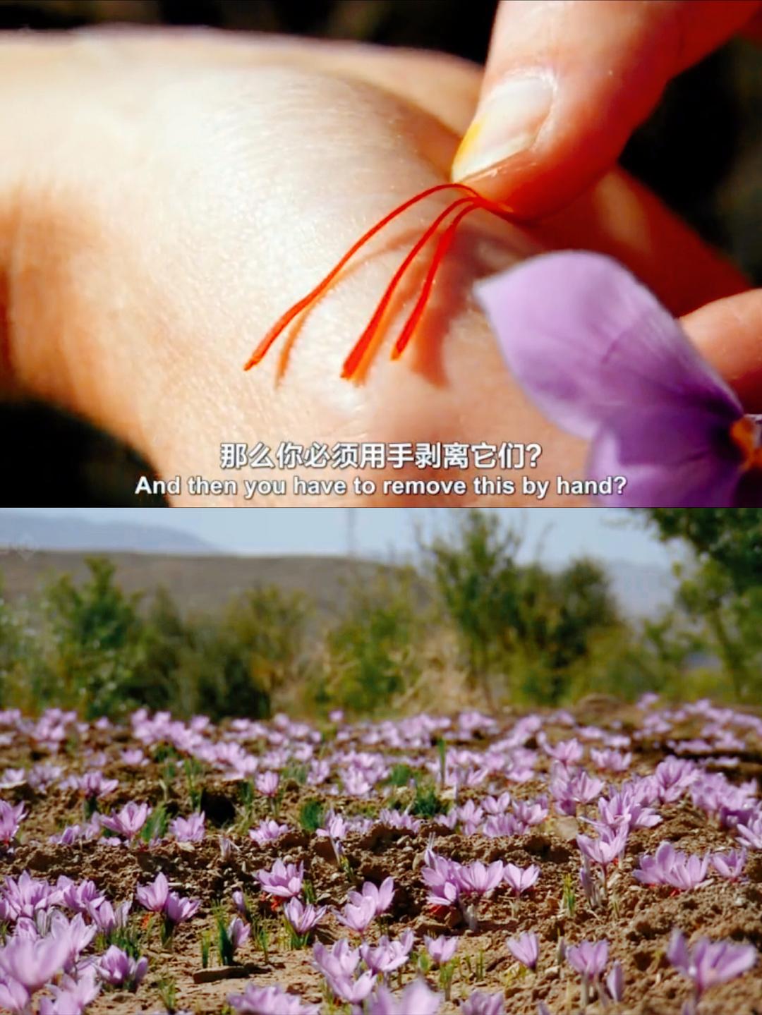 香料之路 The Spice Trail