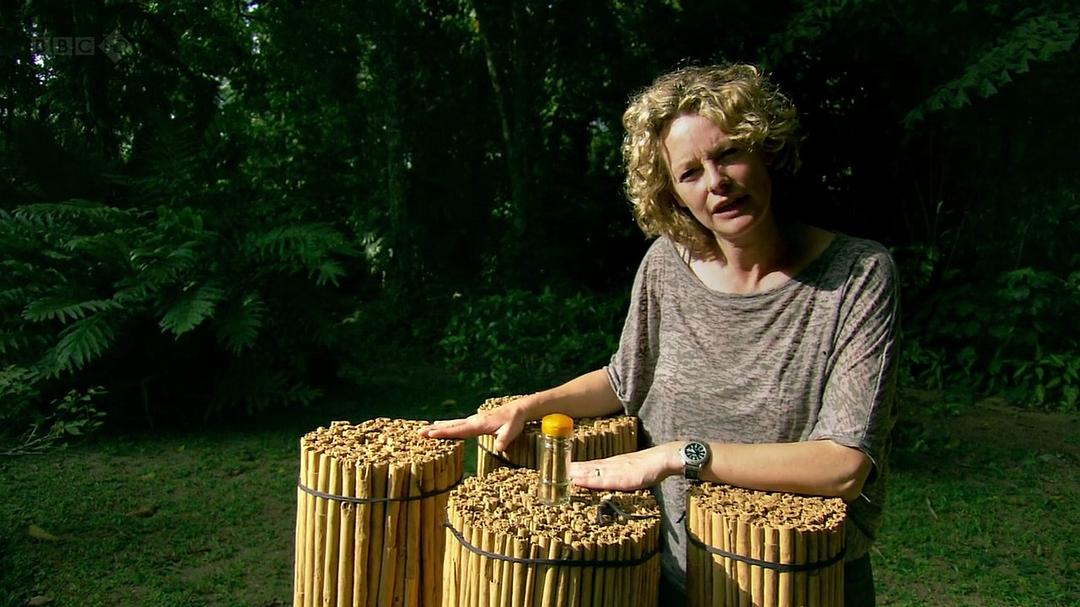 香料之路 The Spice Trail