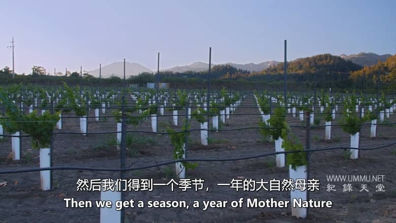 完美的年份 A Perfect Vintage