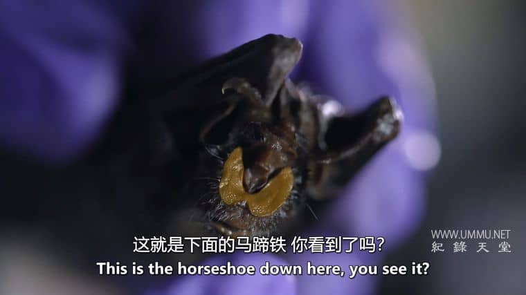 蝙蝠超能力 Bat Superpowers