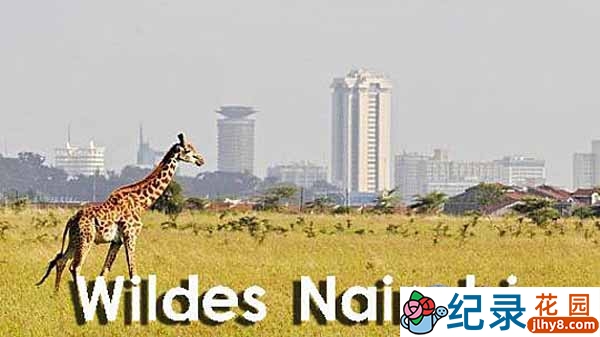 央视自然地理纪录片《野性内罗毕 Wild Nairobi》全1集 720P/1080i高清纪录片资源百度云盘下载