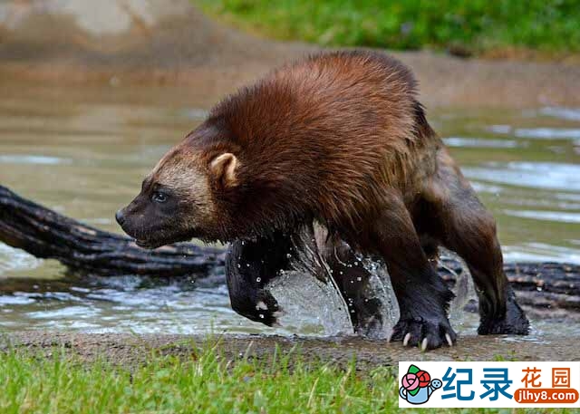 PBS野生动物纪录片《寻找狼獾 Wolverine: Chasing the Phantom》全1集 720P/1080i高清纪录片资源百度云盘下载