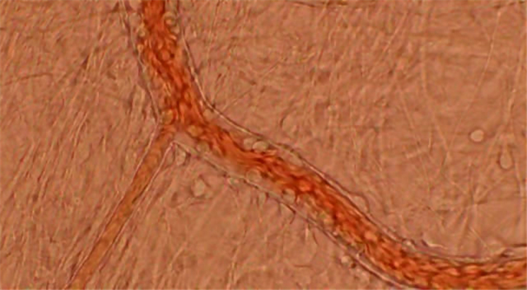 超级新人类 Superhuman
