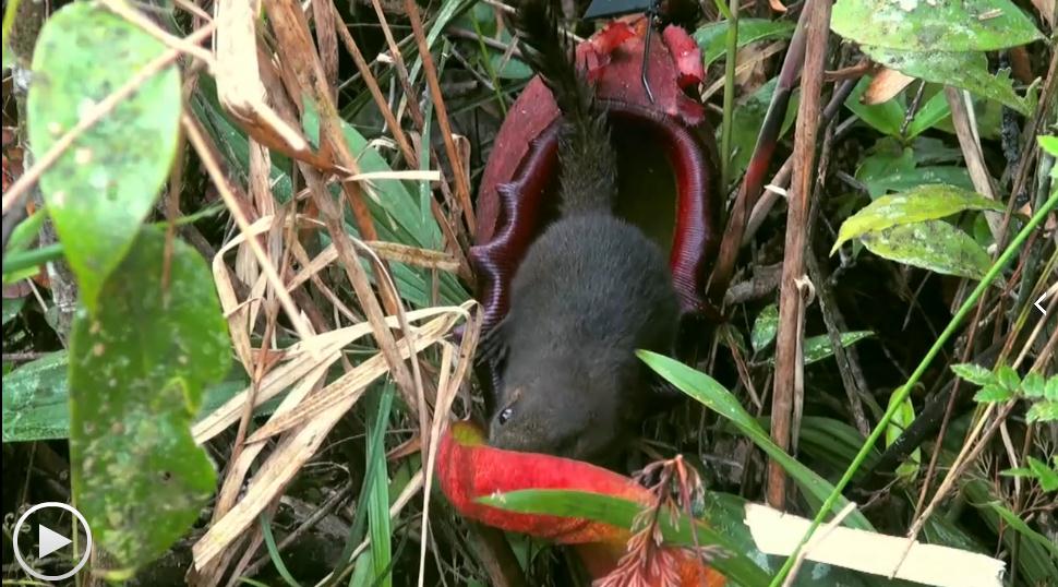 植物王国 Kingdom of Plants 3D