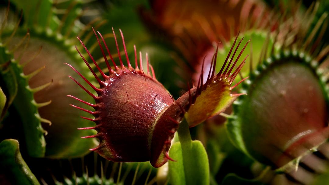 植物王国 Kingdom of Plants 3D