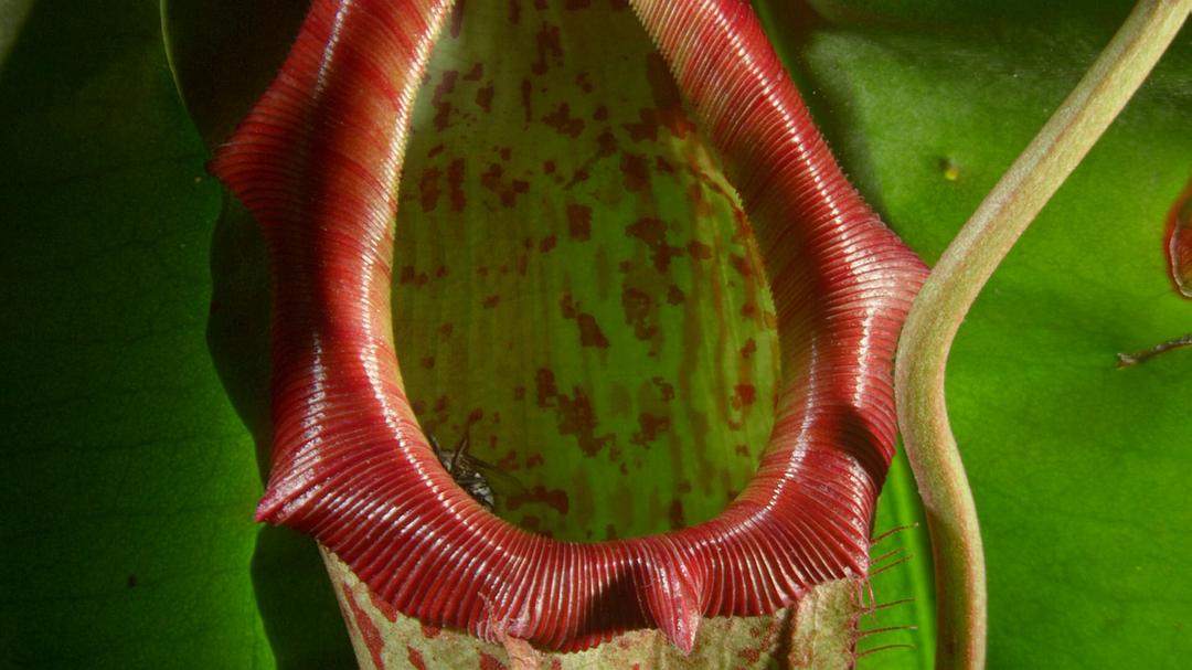 植物王国 Kingdom of Plants 3D