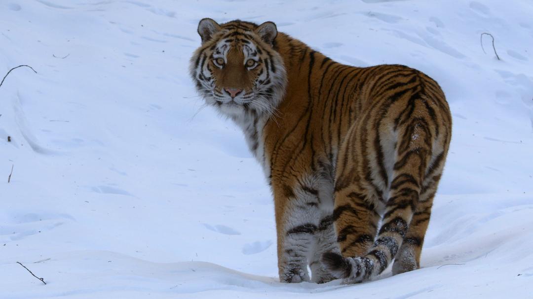 大卫·爱登堡：地球上的一段生命旅程 David Attenborough: A Life on Our Planet