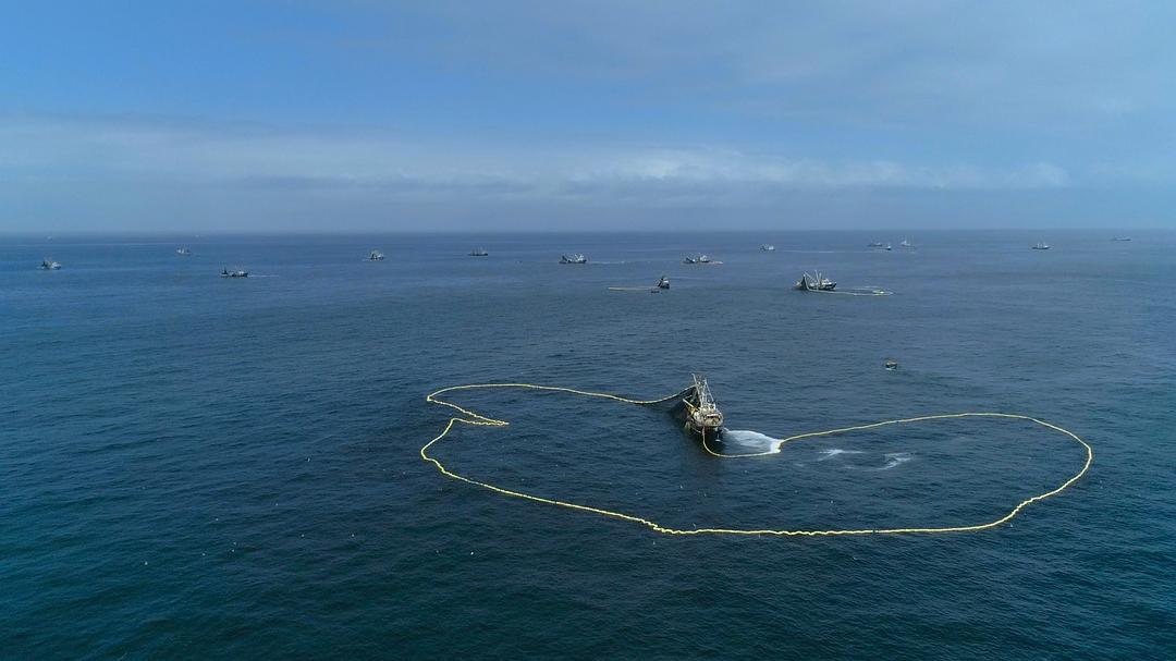 大卫·爱登堡：地球上的一段生命旅程 David Attenborough: A Life on Our Planet