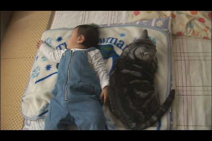 猫咪物语4 にゃんこ THE MOVIE4