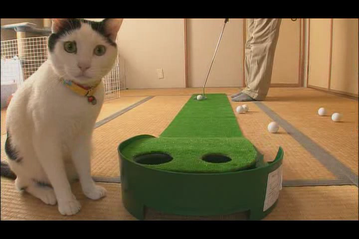 猫咪物语4 にゃんこ THE MOVIE4