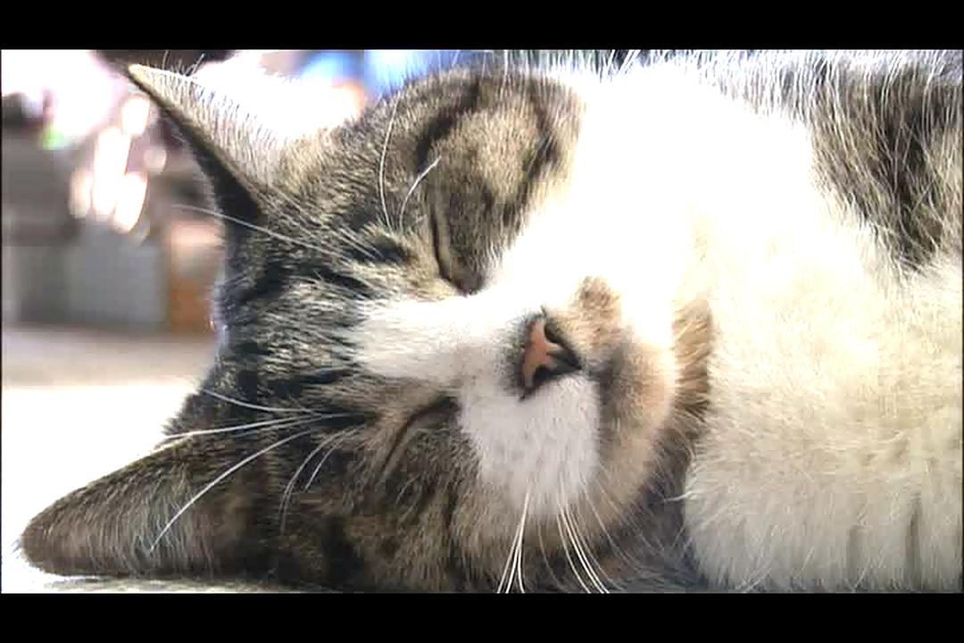 猫咪物语4 にゃんこ THE MOVIE4