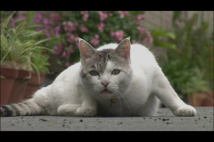 猫咪物语4 にゃんこ THE MOVIE4