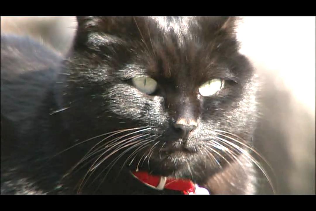 猫咪物语4 にゃんこ THE MOVIE4