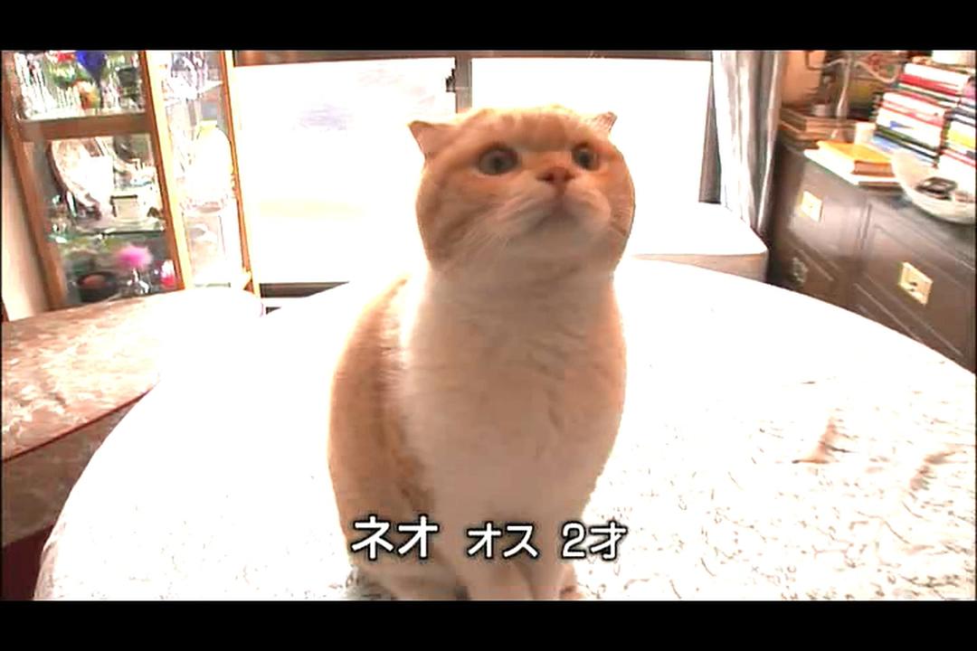 猫咪物语4 にゃんこ THE MOVIE4