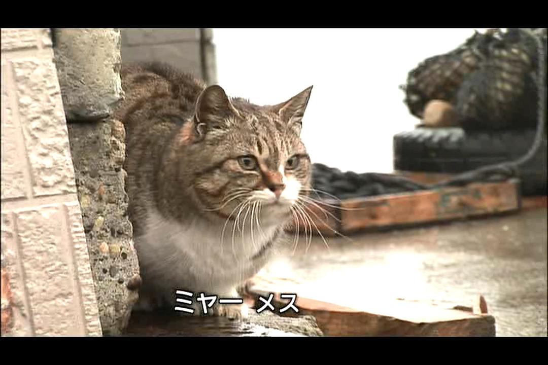 猫咪物语4 にゃんこ THE MOVIE4