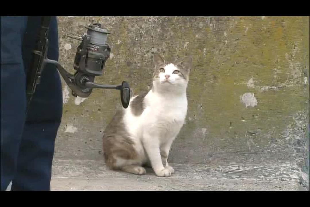 猫咪物语4 にゃんこ THE MOVIE4