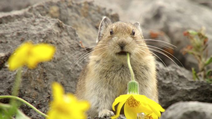 动物举止背后的谎言 Animals Behaving Badly