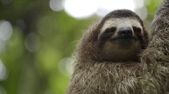 动物举止背后的谎言 Animals Behaving Badly