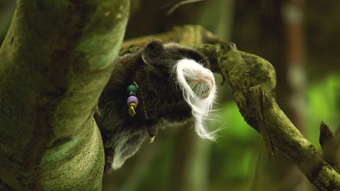 动物举止背后的谎言 Animals Behaving Badly