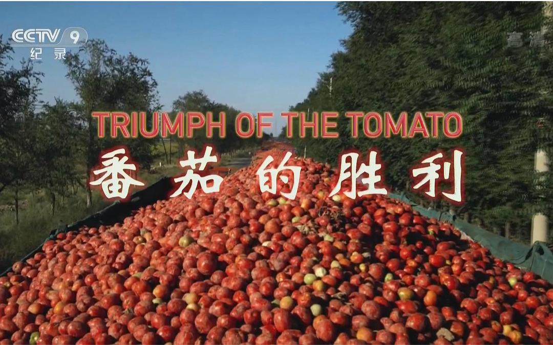 番茄的胜利