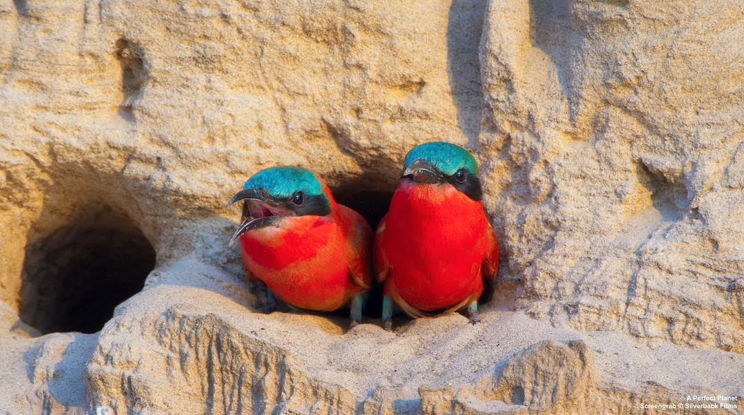 完美星球 A Perfect Planet