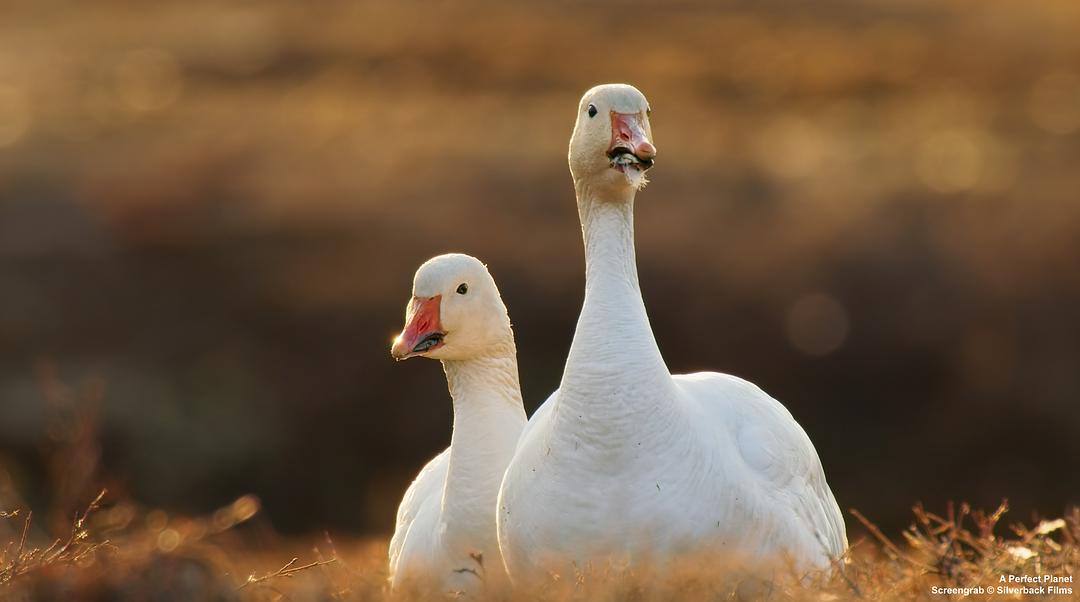 完美星球 A Perfect Planet