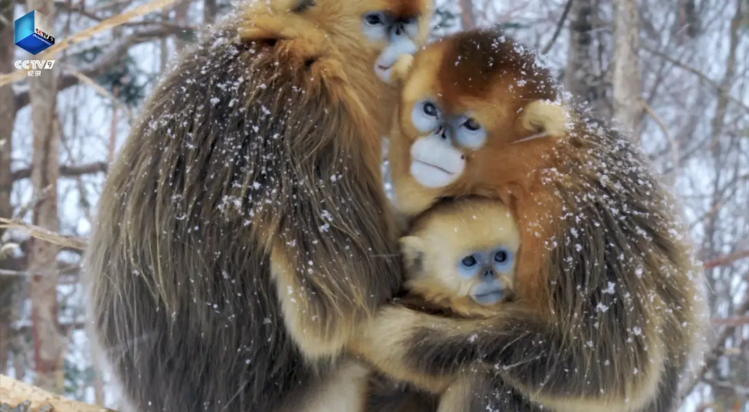 航拍中国 第四季 Aerial China