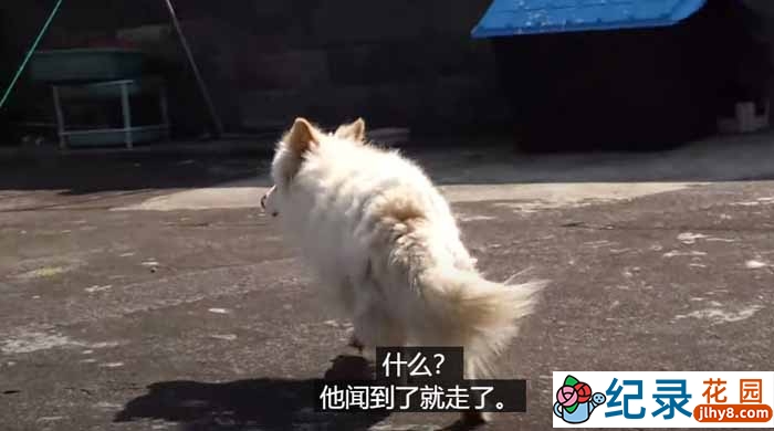 趣味动物行为纪录片《TV动物农场 短视频版》第20季中字 1080P高清自媒体解说素材百度云盘下载