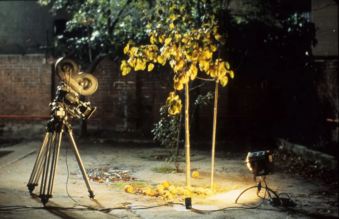 榅桲树阳光 El sol del membrillo