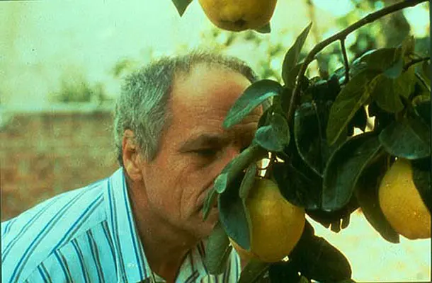 榅桲树阳光 El sol del membrillo