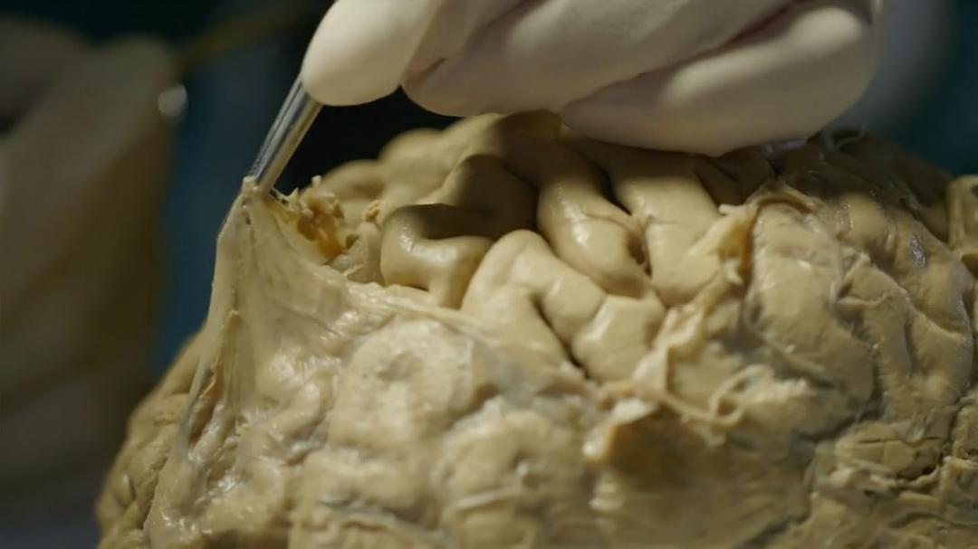 是什么让人类如此不同 What Makes Us Human