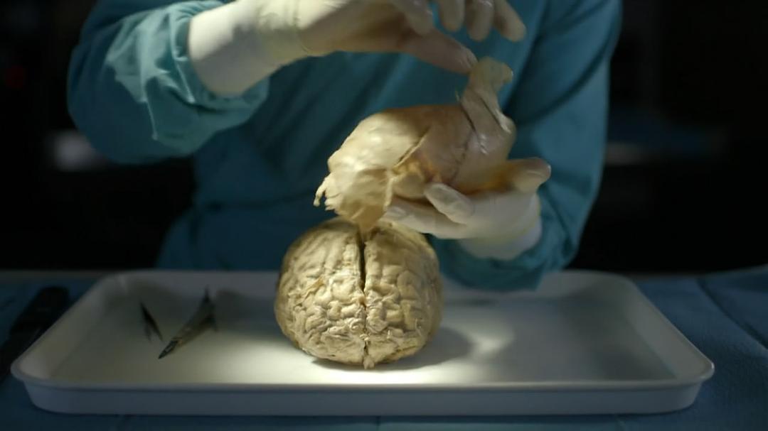 是什么让人类如此不同 What Makes Us Human