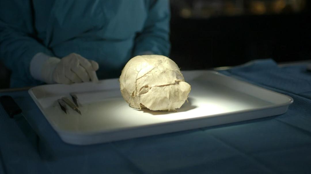 是什么让人类如此不同 What Makes Us Human