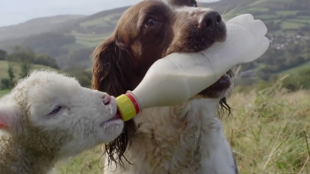 狗的秘密生活 Secret Life of Dogs