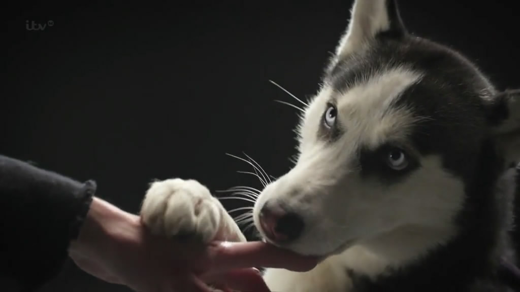 狗的秘密生活 Secret Life of Dogs