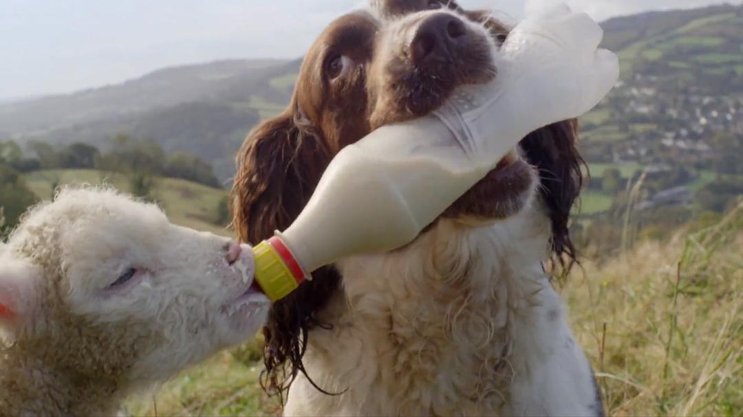 狗的秘密生活 Secret Life of Dogs