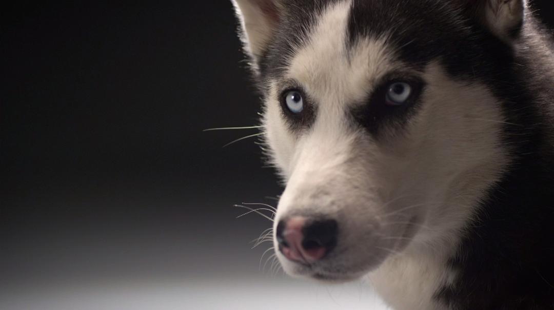 狗的秘密生活 Secret Life of Dogs