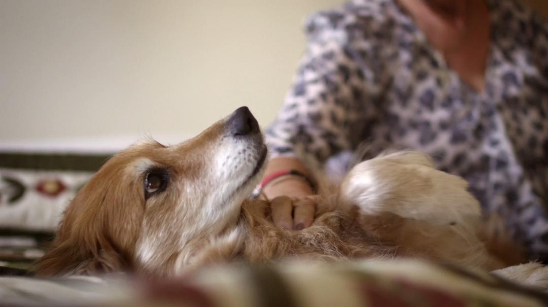 狗的秘密生活 Secret Life of Dogs