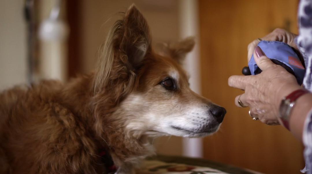 狗的秘密生活 Secret Life of Dogs