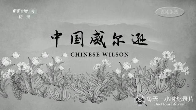 CCTV央视历史人物纪录片《中国威尔逊 Chinese Wilson》全3集 720P/1080i高清纪录片百度云