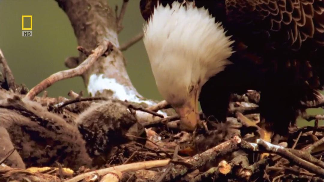 国家地理：美国国鸟.白头海雕传奇 National.Geographic.American.Eagle