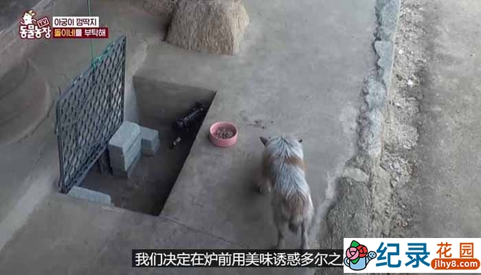 趣味动物行为纪录片《TV动物农场 短视频版》第16季中字 1080P高清自媒体解说素材百度云盘下载