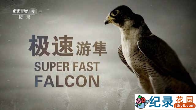BBC猛禽纪录片《极速游隼 Super Fast Falcon》全1集中字 TS/蓝光高清纪录片资源百度云盘下载