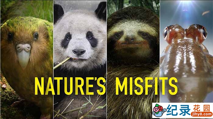 BBC野生动物纪录片《自然界的奇葩 Nature’s Misfits》全1集 720P/1080i高清纪录片百度云