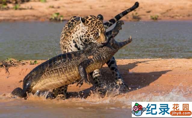 BBC肉食动物纪录片《掠食者 Predators》全6集中字 标清纪录片资源百度云盘下载