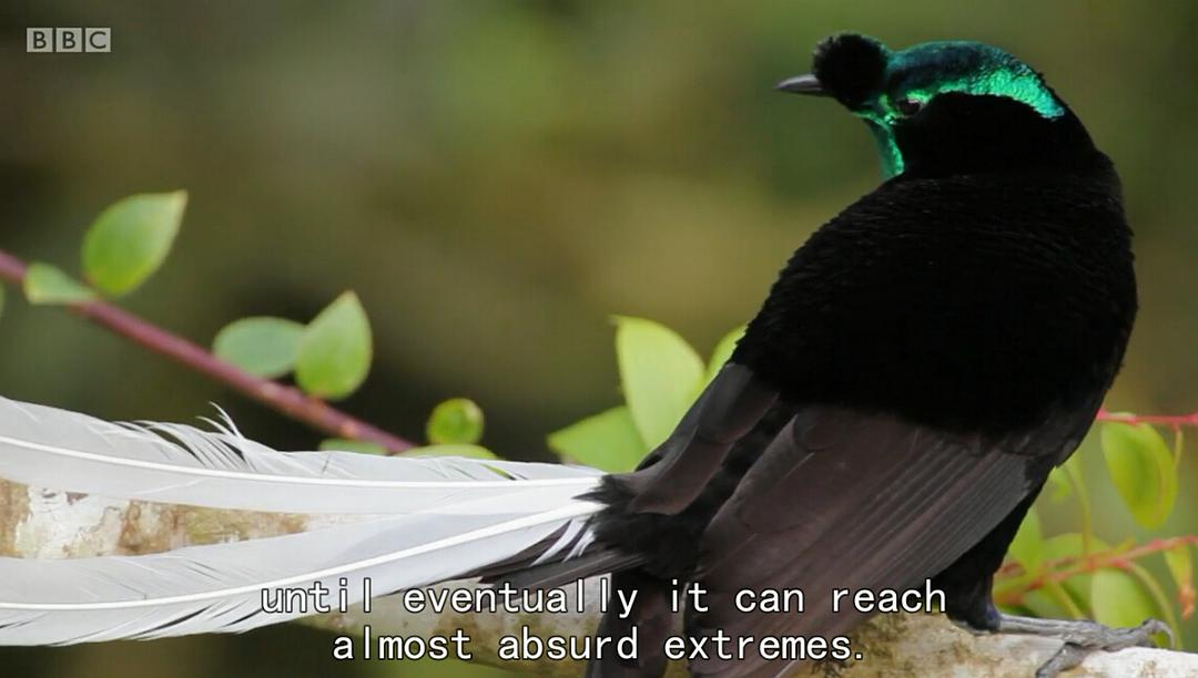 爱登堡的极乐鸟世界 Attenborough's Paradise Birds
